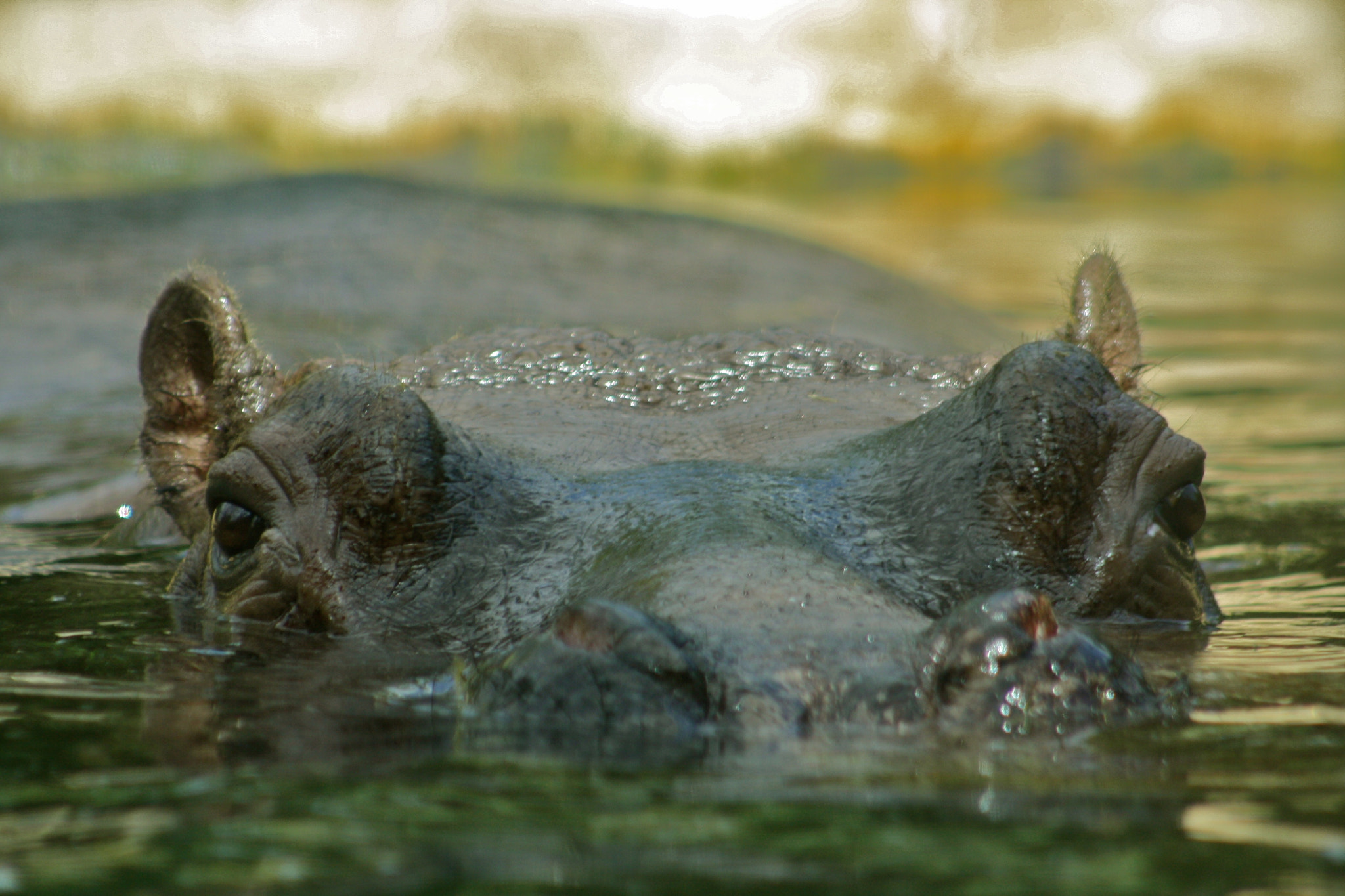Canon EF 75-300mm f/4-5.6 USM sample photo. Zoologischer garten berlin photography