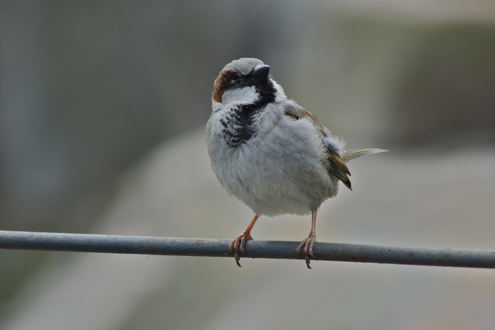 Canon EF 75-300mm f/4-5.6 USM sample photo. Zoologischer garten berlin photography
