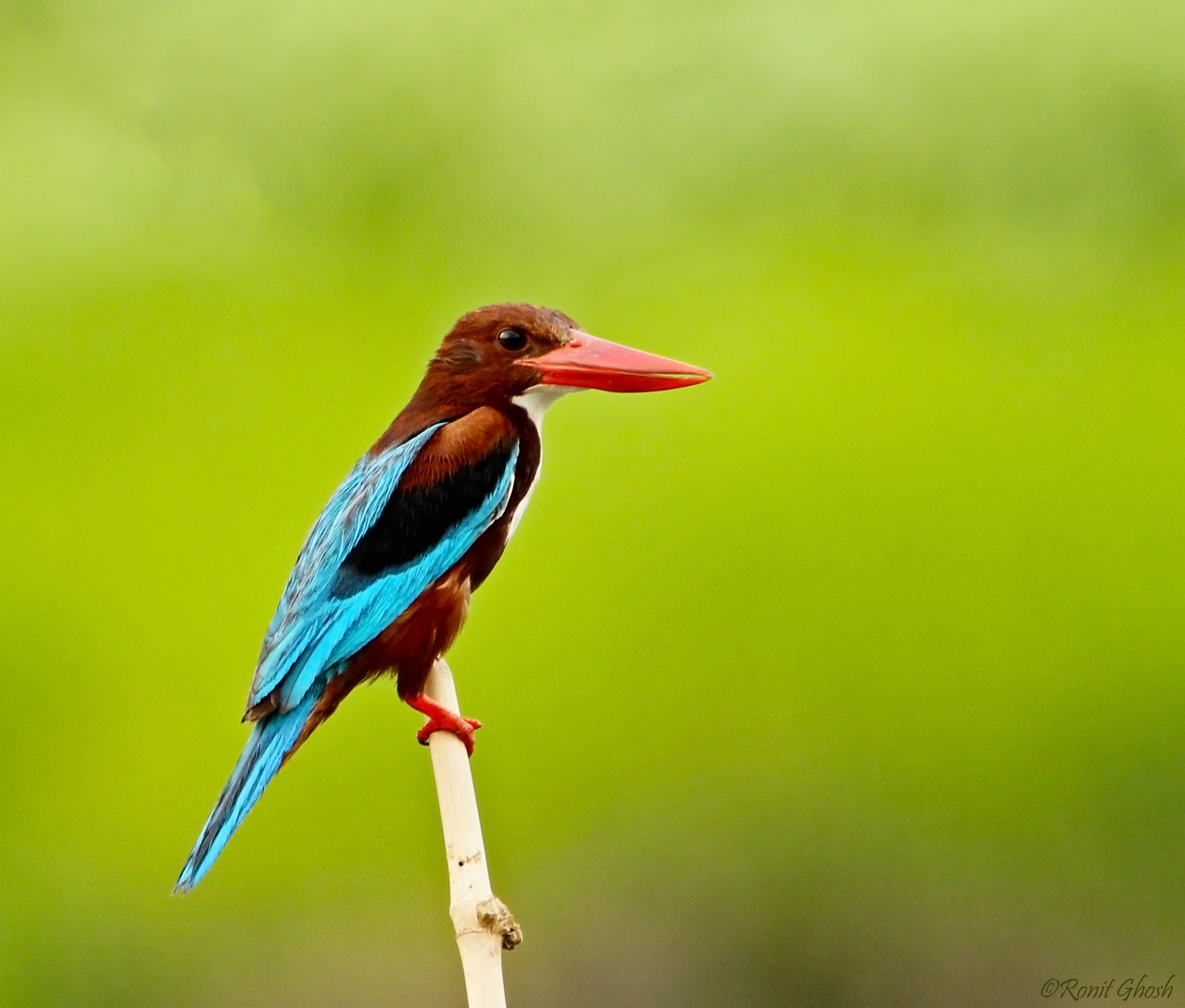 Tamron SP 150-600mm F5-6.3 Di VC USD sample photo. White-throated kingfisher. photography
