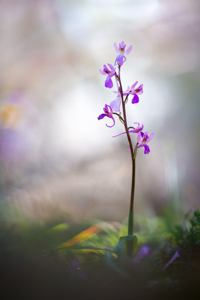 Sigma 150mm F2.8 EX DG OS Macro HSM sample photo. Orchis troodi photography
