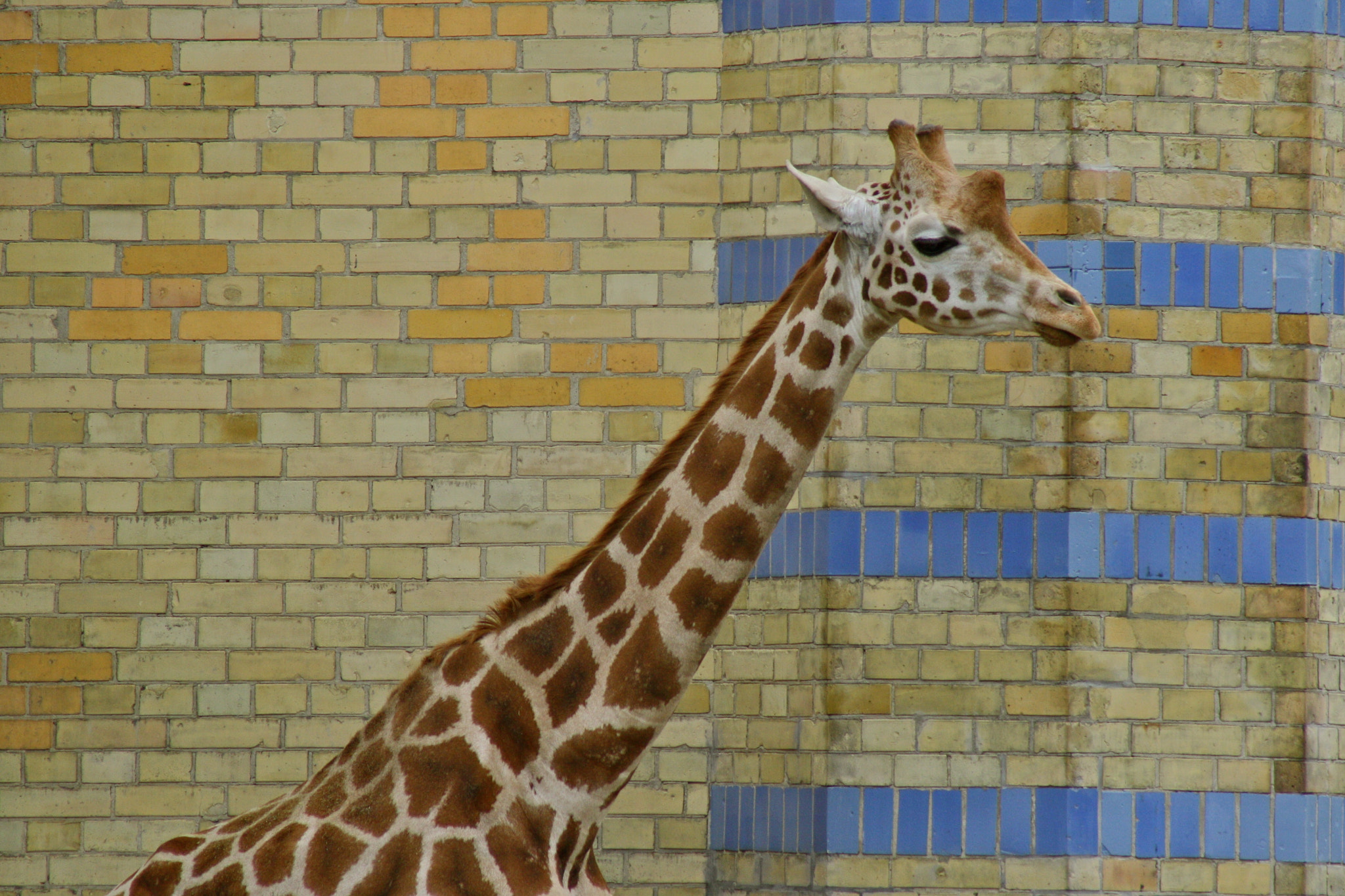 Canon EF 75-300mm f/4-5.6 USM sample photo. Zoologischer garten berlin photography