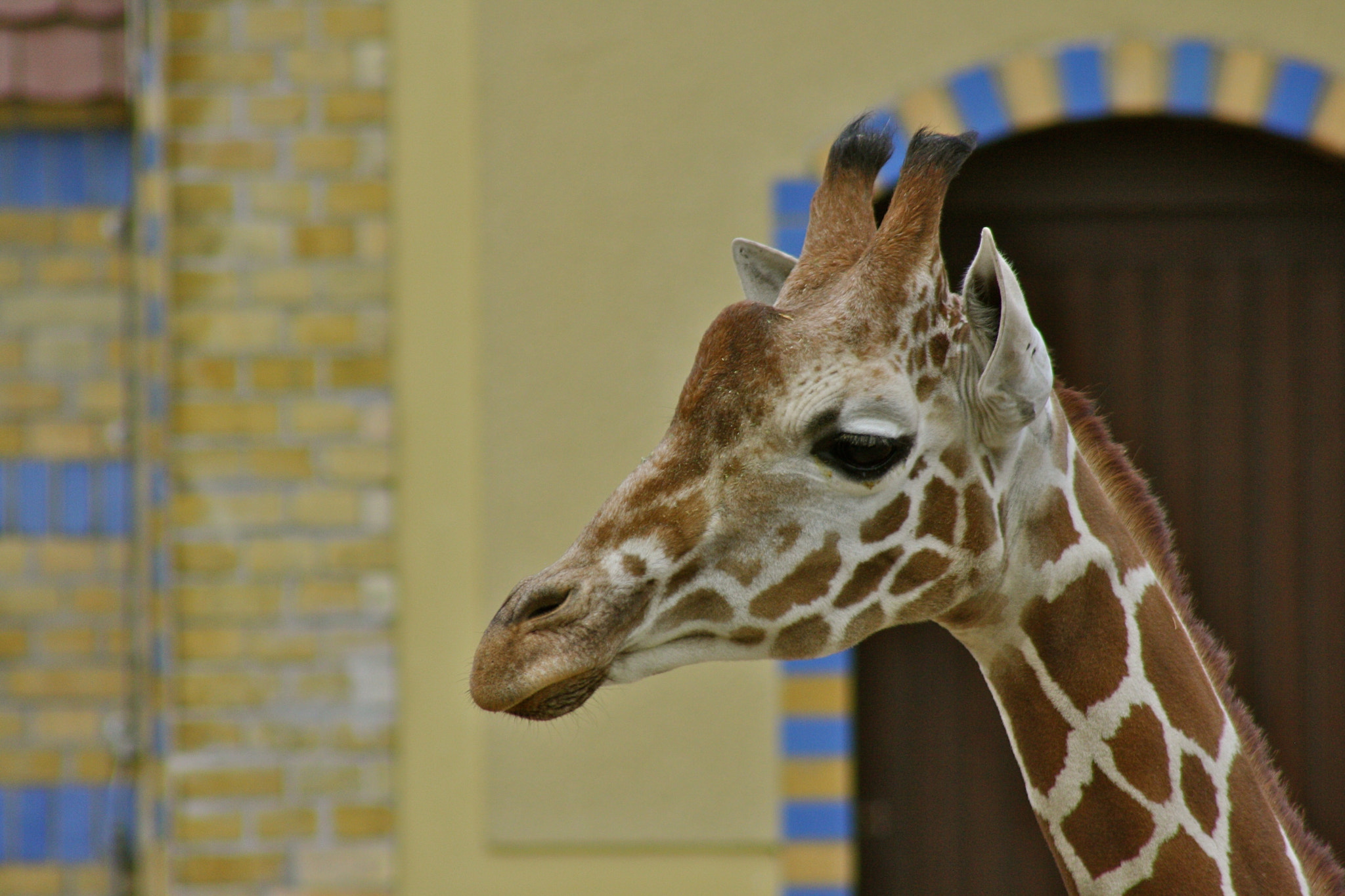Canon EF 75-300mm f/4-5.6 USM sample photo. Zoologischer garten berlin photography
