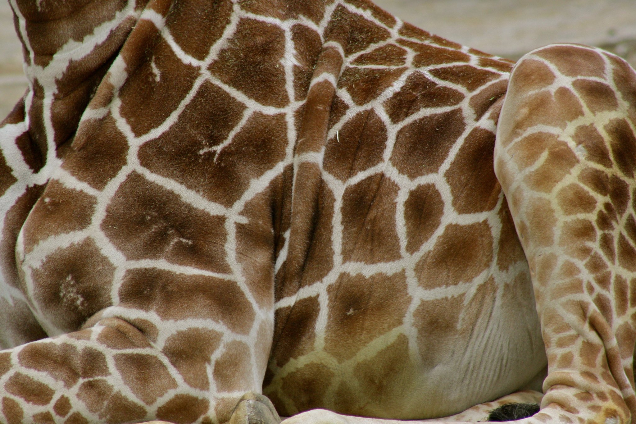 Canon EF 75-300mm f/4-5.6 USM sample photo. Zoologischer garten berlin photography