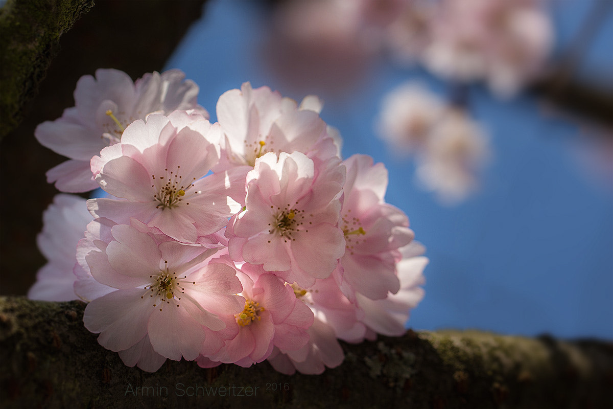 Sony SLT-A77 + 90mm F2.8 Macro SSM sample photo. Almond flowers photography