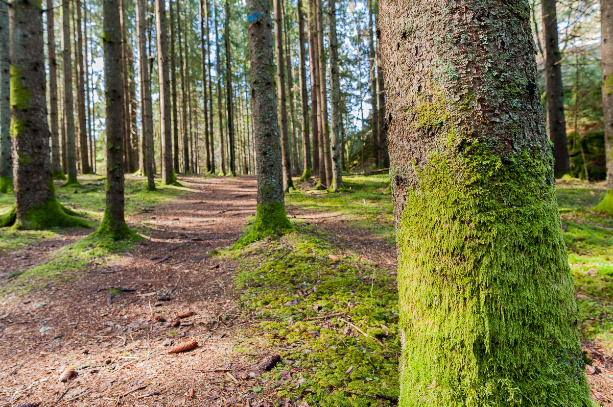 Nikon D700 + Nikon AF-S Nikkor 20mm F1.8G ED sample photo. In the forest photography