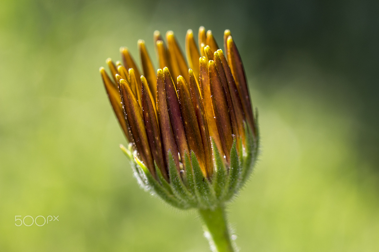 Canon EF 100mm F2.8L Macro IS USM sample photo. African daisy bloom photography