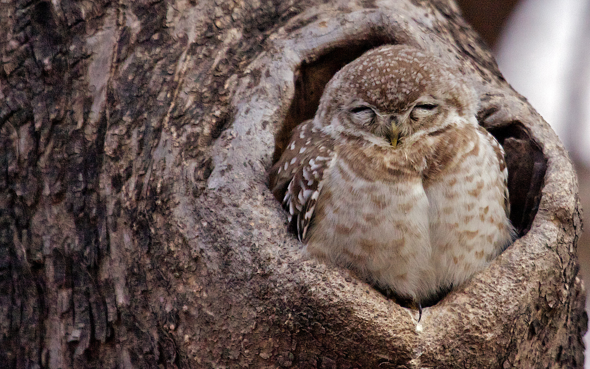 Canon EF 100-400mm F4.5-5.6L IS USM sample photo. The ever watchful owl, on his day off photography