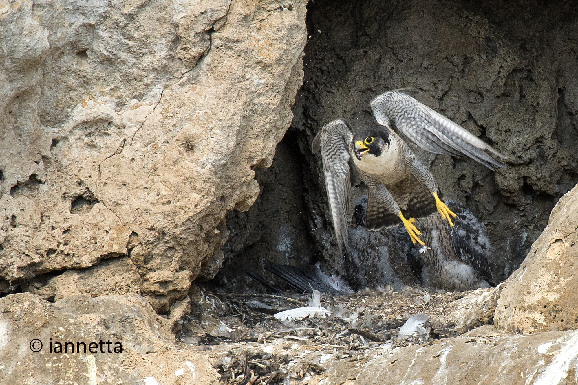 Nikon AF-S Nikkor 400mm F2.8G ED VR II sample photo. Falco pellegrino photography