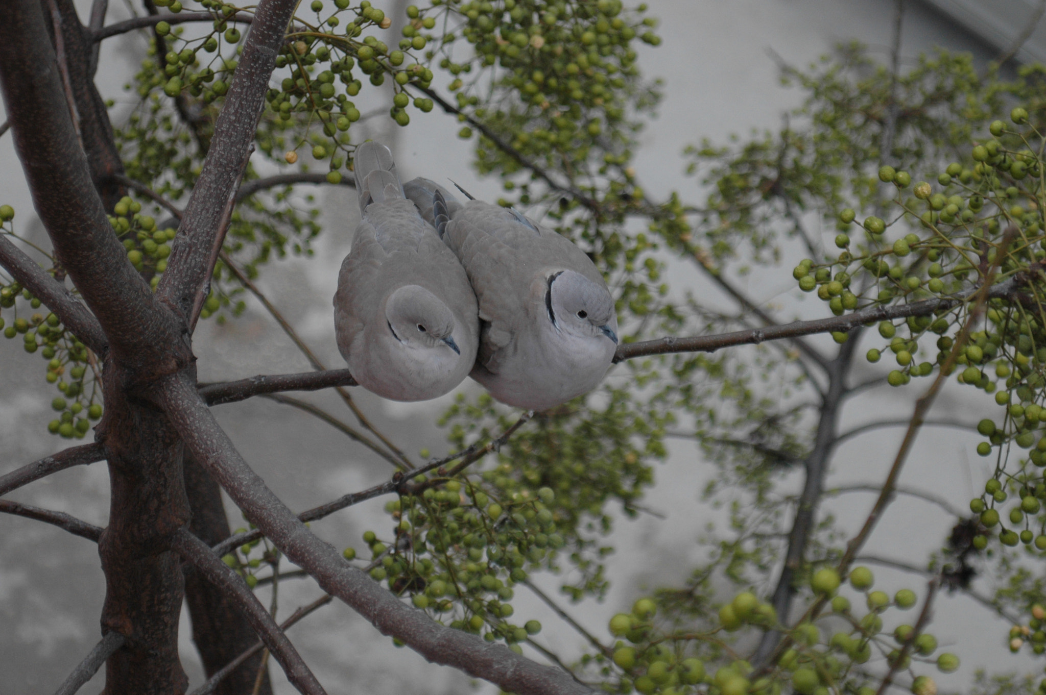 AF Zoom-Nikkor 28-100mm f/3.5-5.6G sample photo. Lovebirds... photography