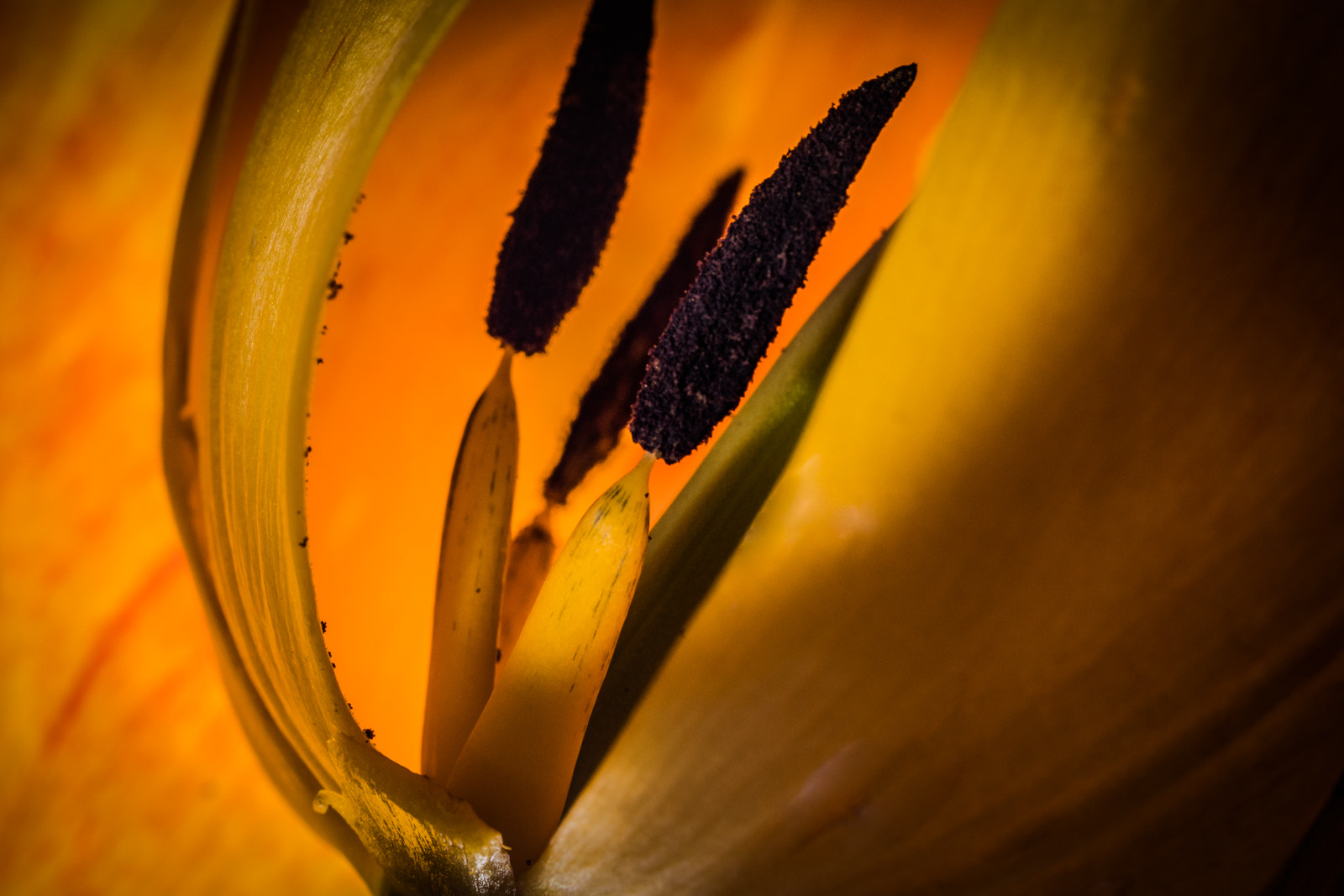 Olympus M.Zuiko Digital ED 60mm F2.8 Macro sample photo. Look inside photography