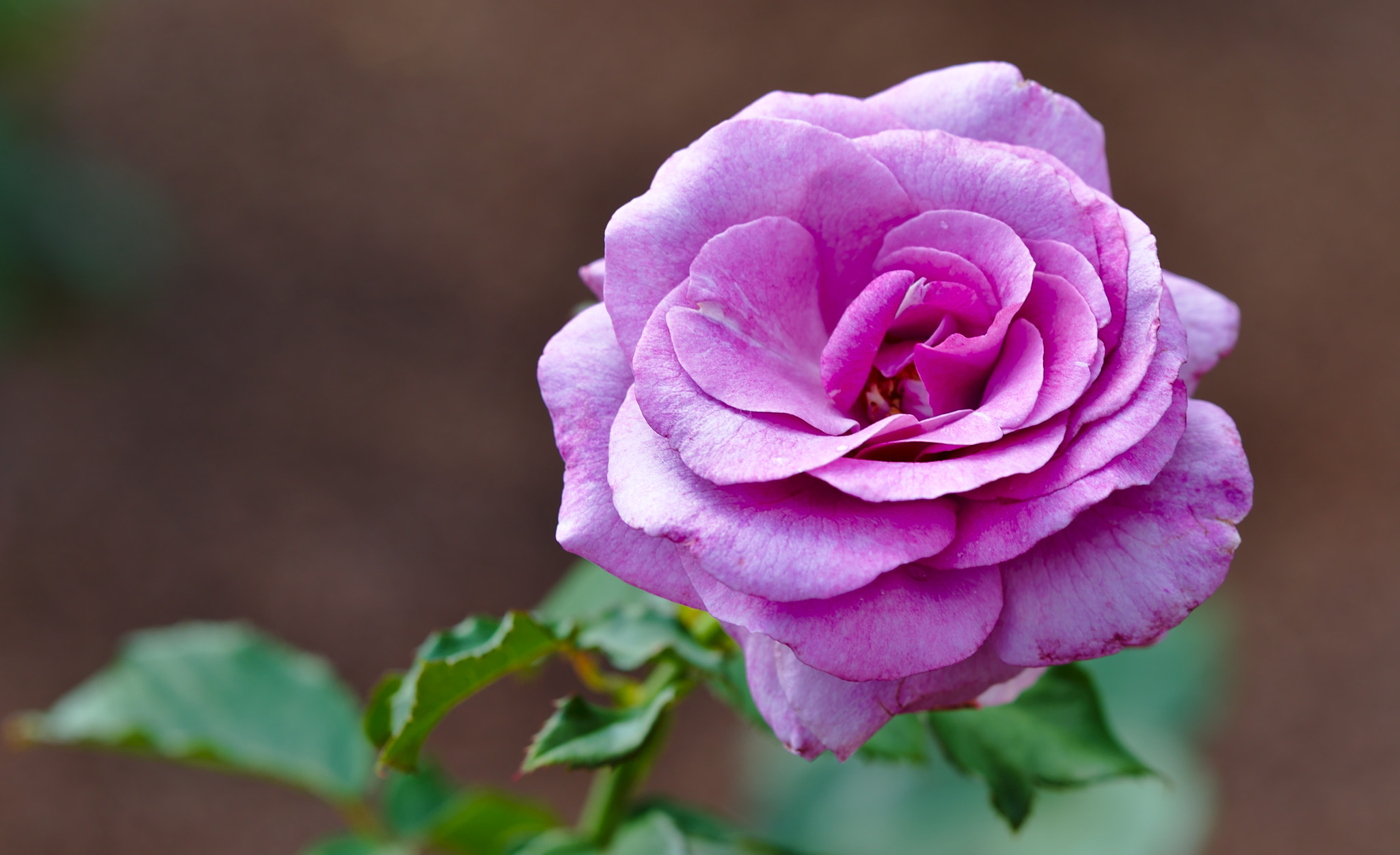 ZEISS Otus 85mm F1.4 sample photo. Pink hybrid tea rose photography