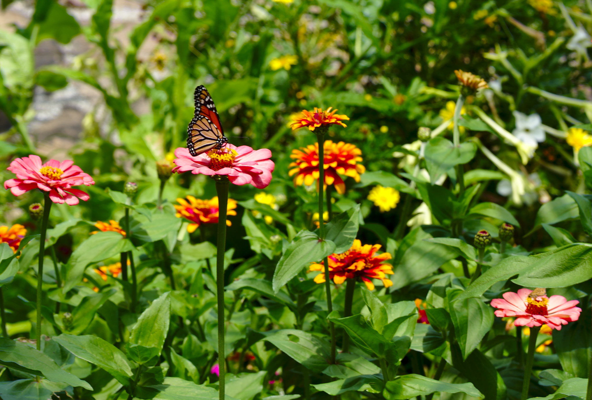 ZEISS Otus 85mm F1.4 sample photo. Monarch butterfly on daisies photography