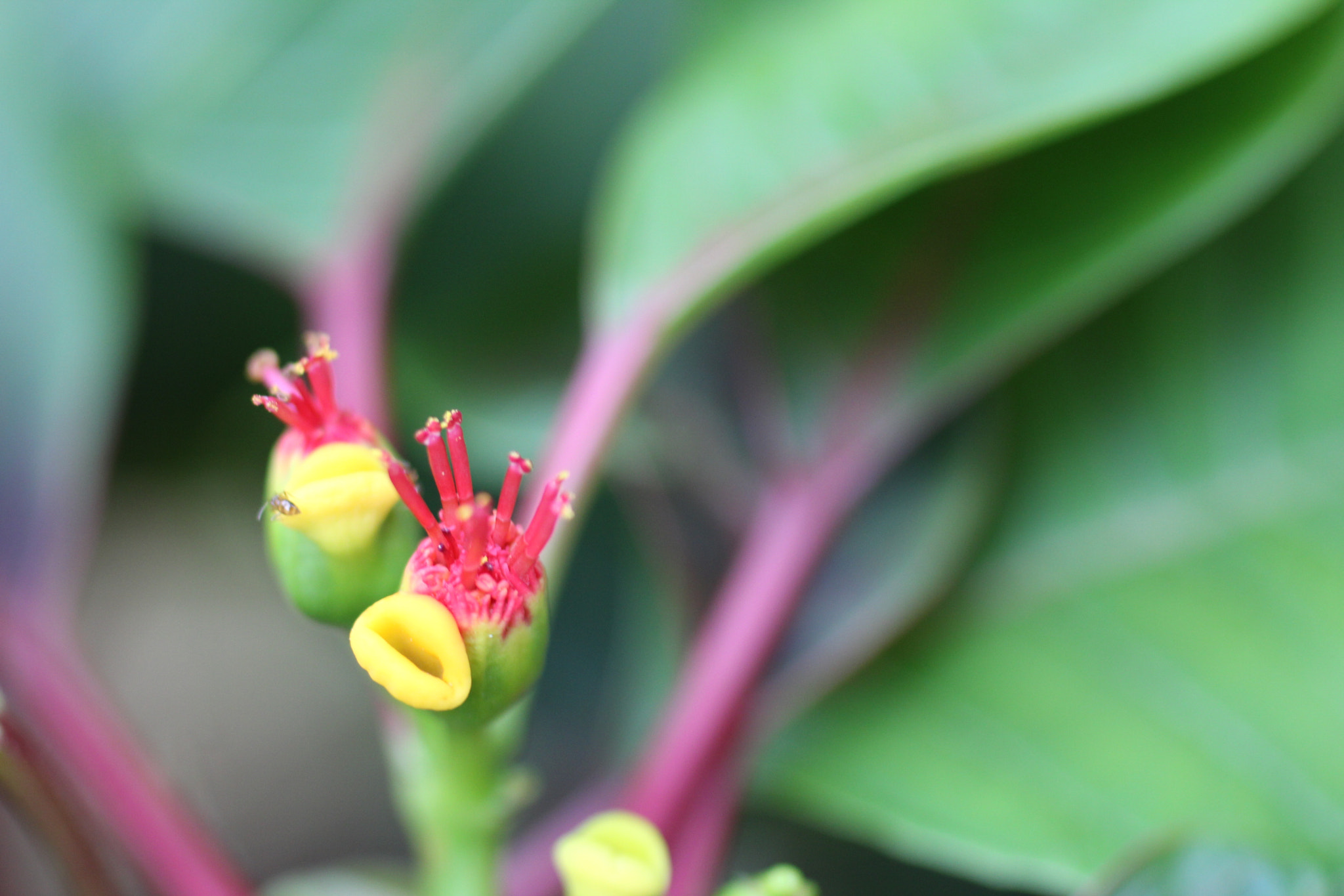 Canon EF 50mm F2.5 Macro sample photo. Alien 2 photography