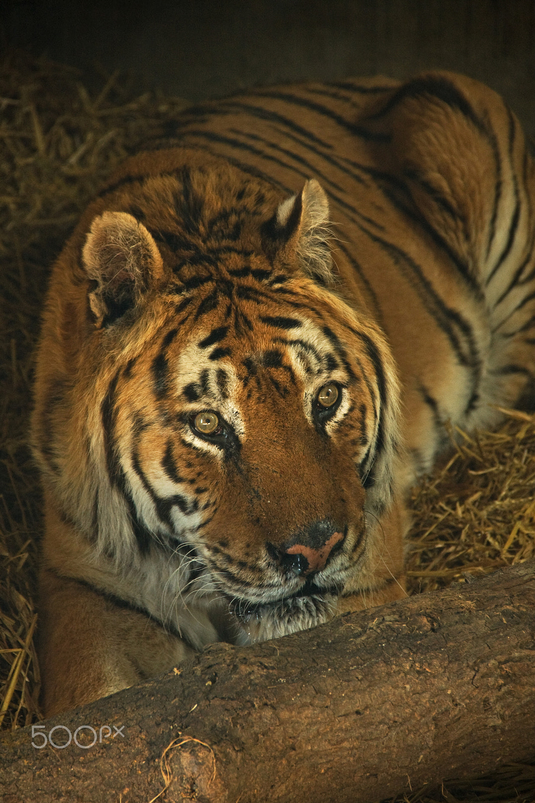 Canon EOS 40D sample photo. Majesty in nature photography