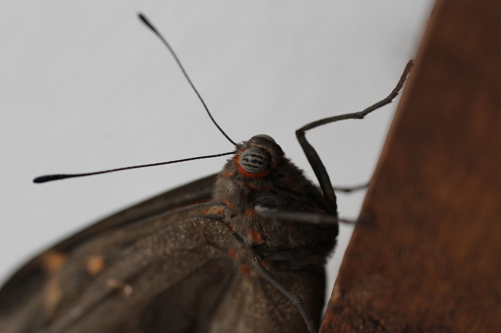 Canon EF 50mm F2.5 Macro sample photo. Estou de olho em você photography