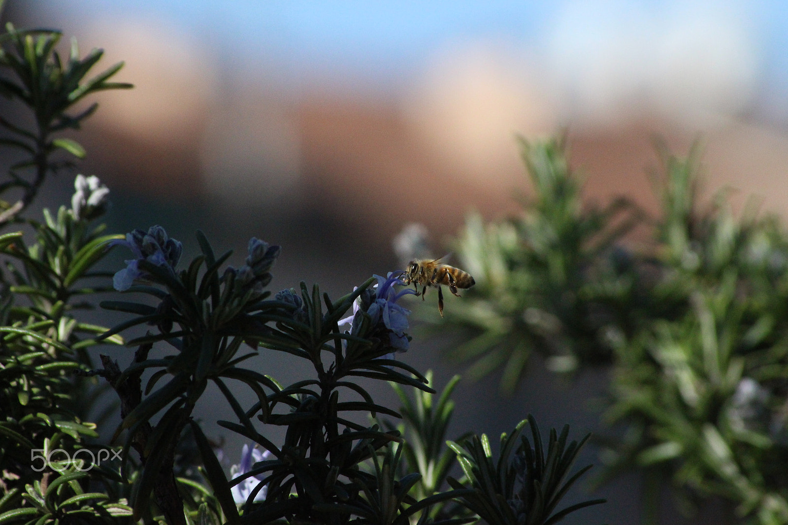 Canon EOS 100D (EOS Rebel SL1 / EOS Kiss X7) + Sigma 70-300mm F4-5.6 APO DG Macro sample photo. Flying bee photography