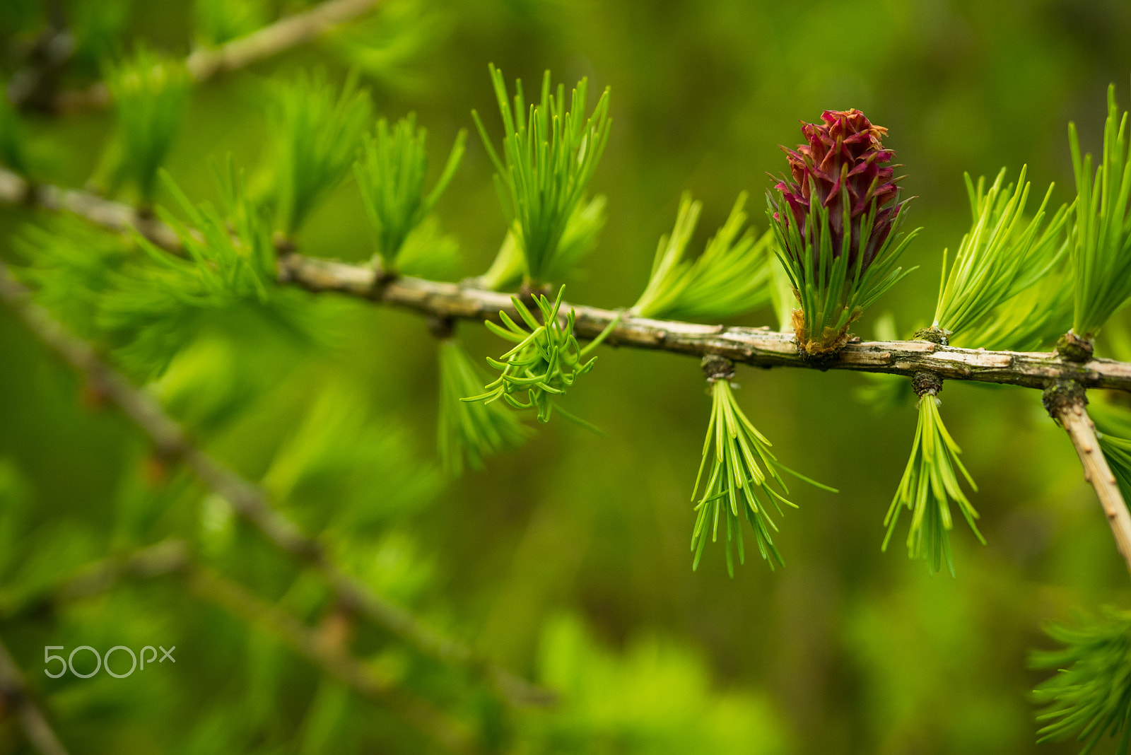 LUMIX G 25/F1.7 sample photo. European larch photography