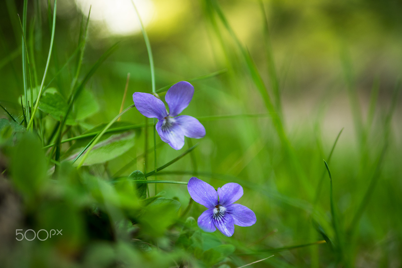 LUMIX G 25/F1.7 sample photo. Violet photography