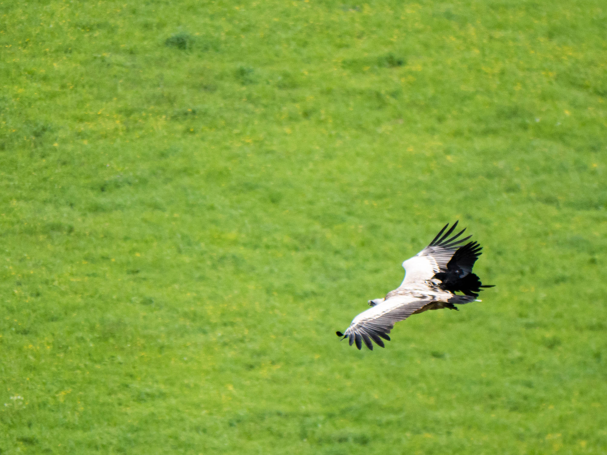 Panasonic Lumix DMC-GH4 sample photo. Please fasten your seatbelt! photography