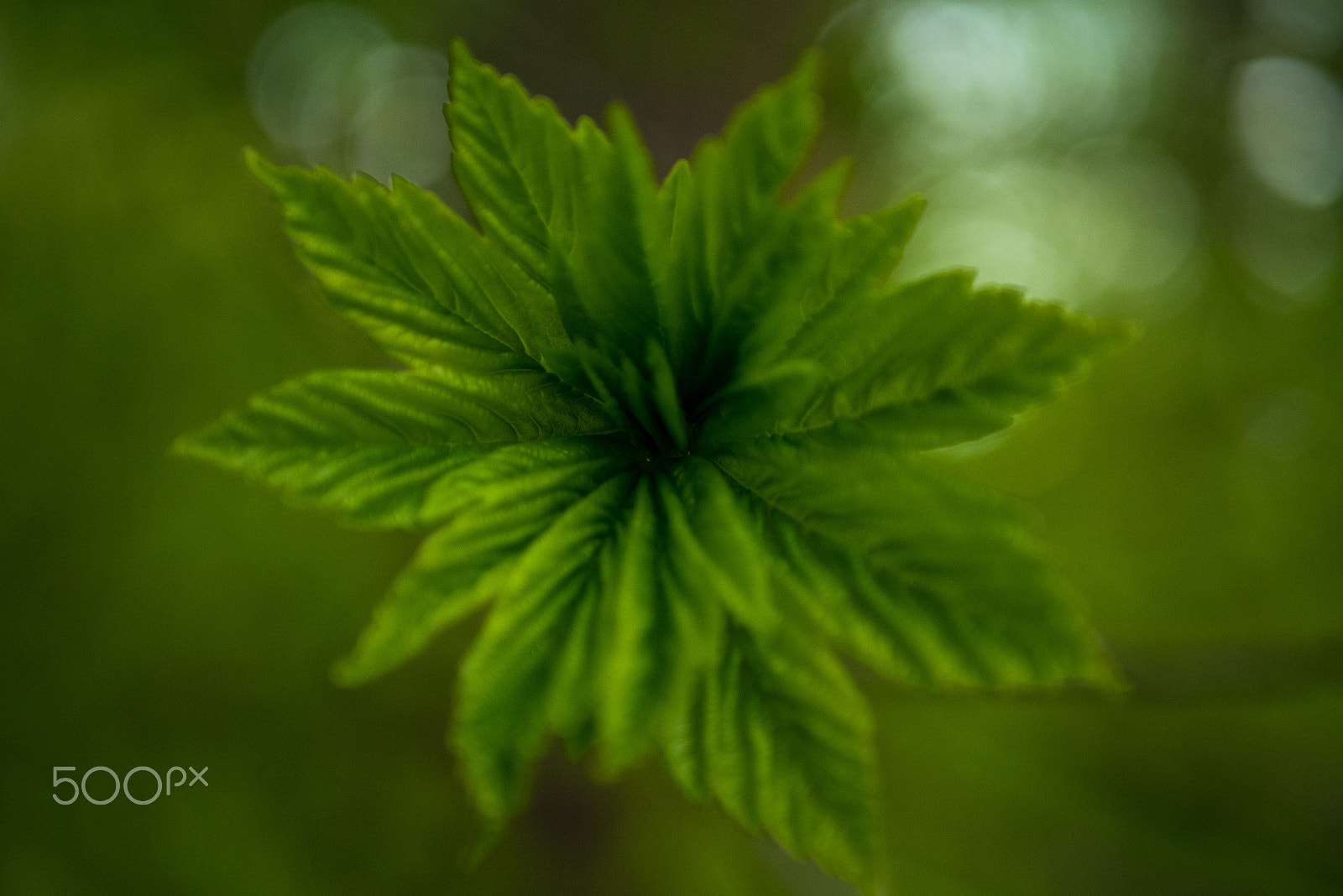 LUMIX G 25/F1.7 sample photo. Springstar photography