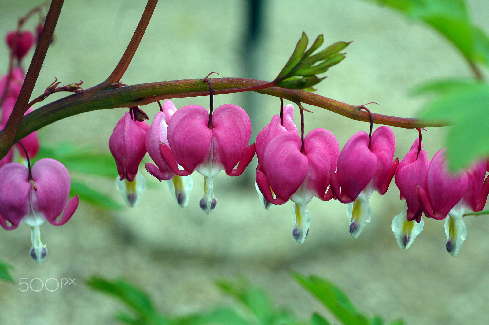 Minolta AF 50mm F3.5 Macro sample photo. Guirlande photography