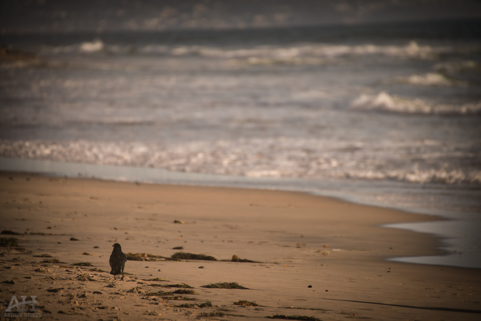 Sigma 150-500mm F5-6.3 DG OS HSM sample photo. Bird on beach photography