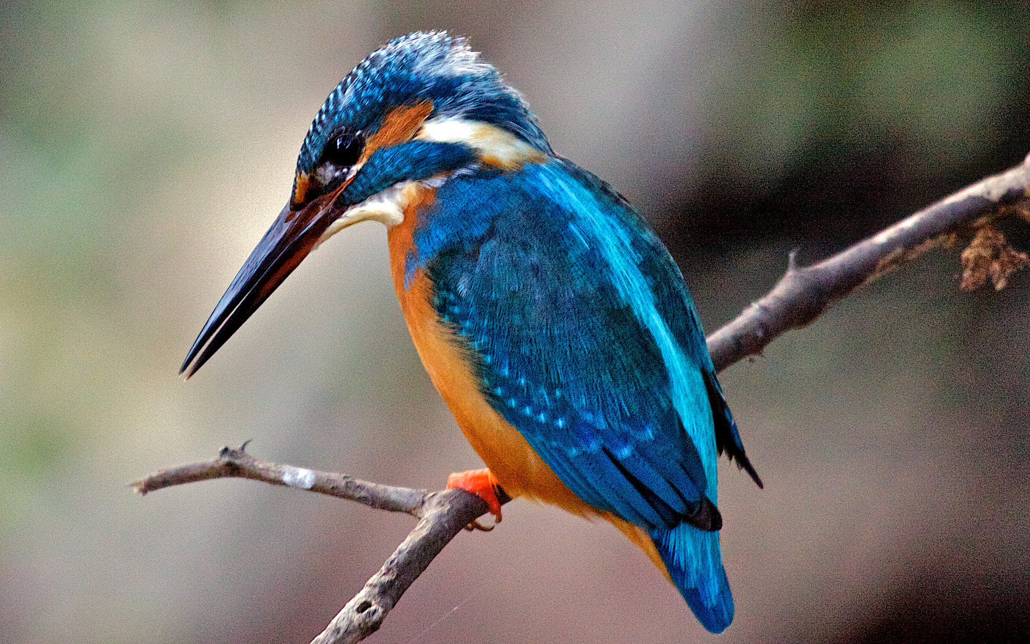 Canon EF 100-400mm F4.5-5.6L IS USM sample photo. Kingfisher, india photography