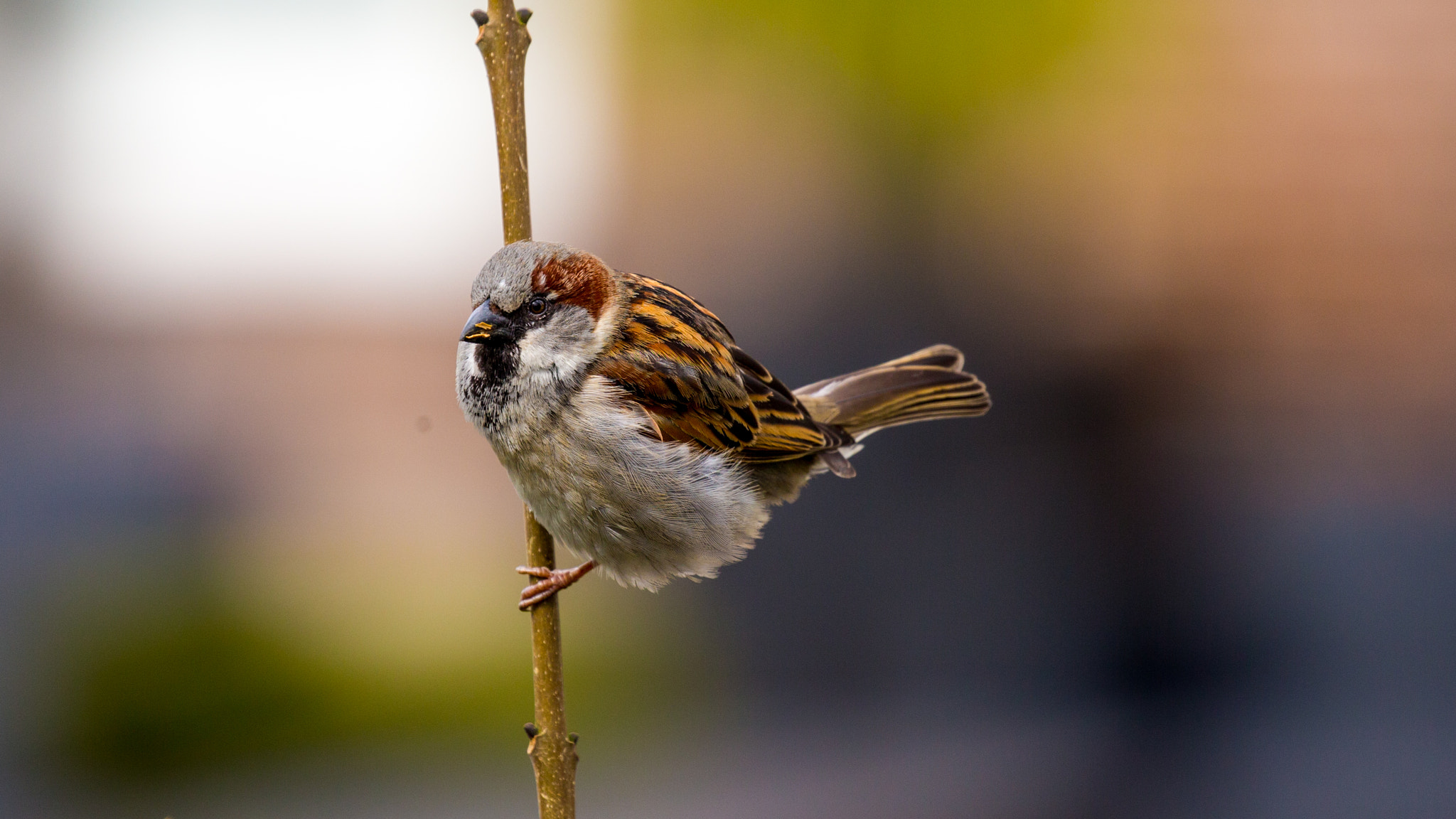 Canon EF 100-400mm F4.5-5.6L IS II USM sample photo. Sparrow photography