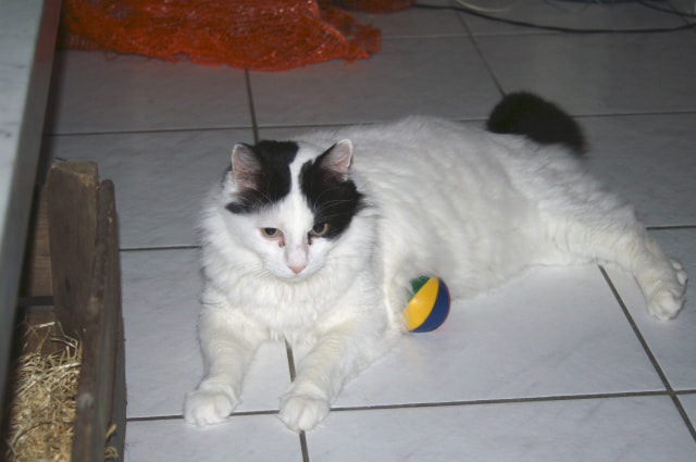 Minolta AF 28-80mm F4-5.6 xi sample photo