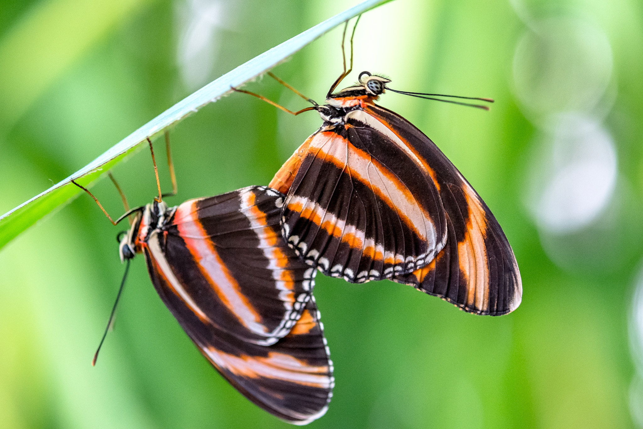 Fujifilm X-M1 + Fujifilm XF 60mm F2.4 R Macro sample photo. Striped love photography