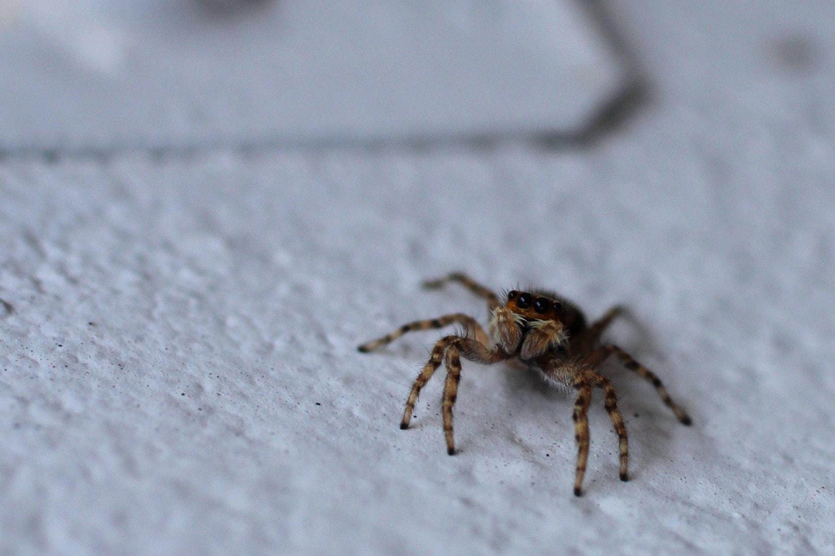 Canon EF 50mm F2.5 Macro sample photo. Hi! photography