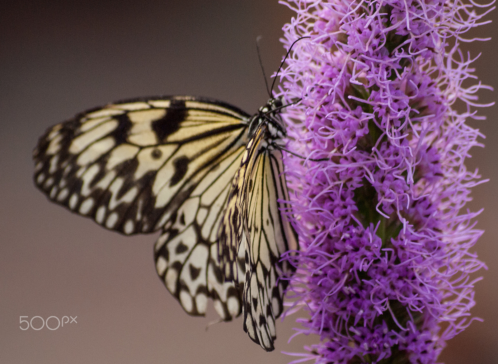 Olympus Zuiko Digital ED 70-300mm F4.0-5.6 sample photo. Feasting on purple photography