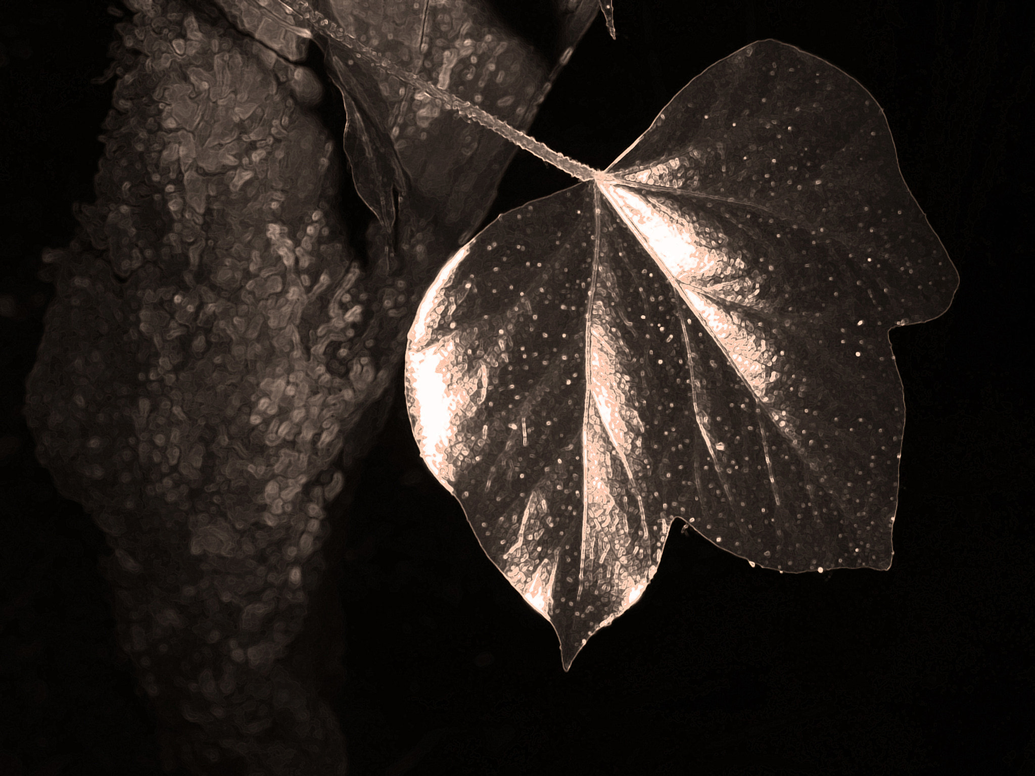 Nikon E885 sample photo. Edera photography