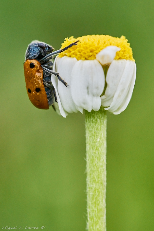 Sony ILCA-77M2 sample photo. Lachnaia sexpunctata photography