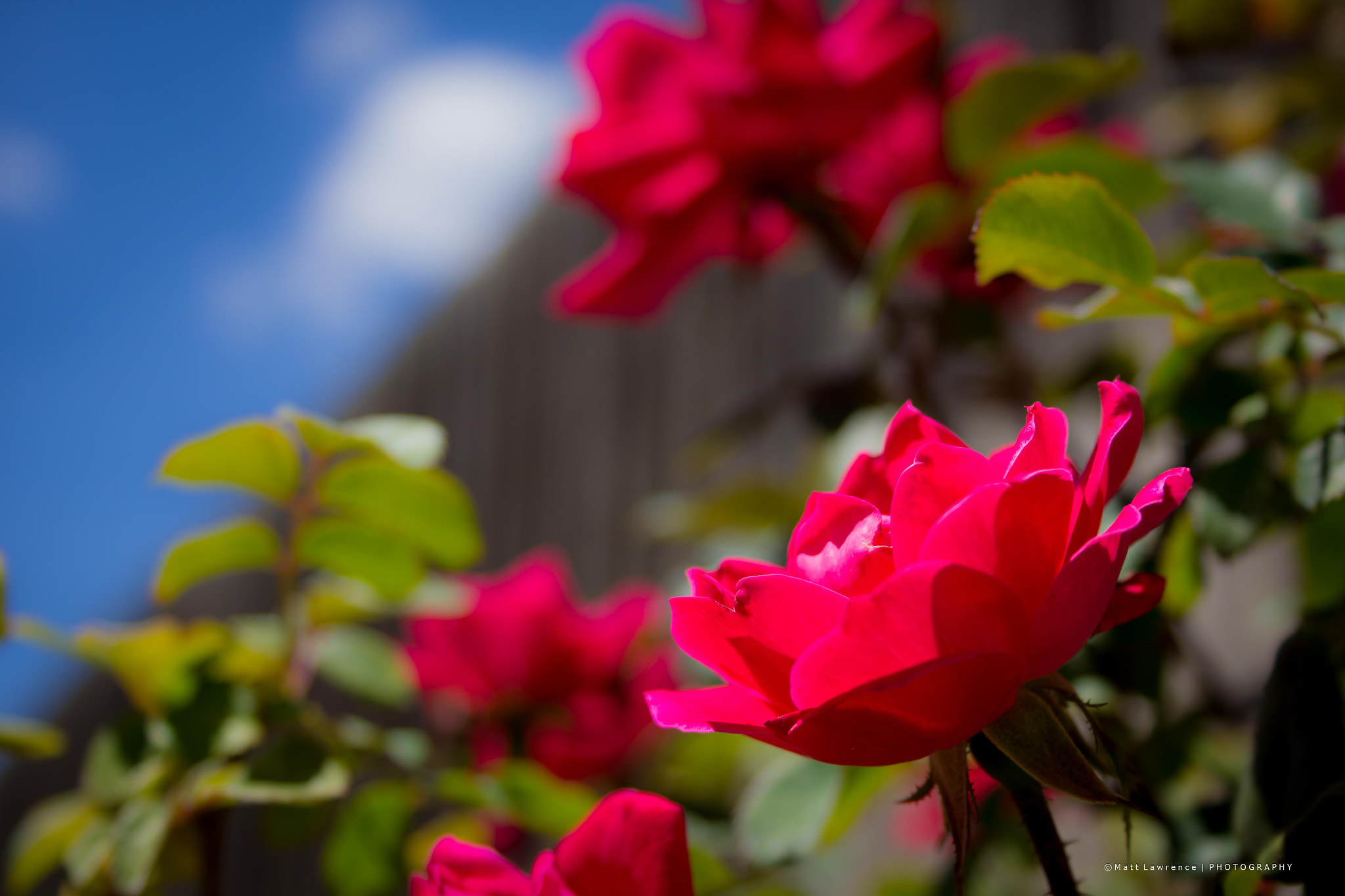 Canon EF-S 18-55mm F3.5-5.6 sample photo. Roses photography