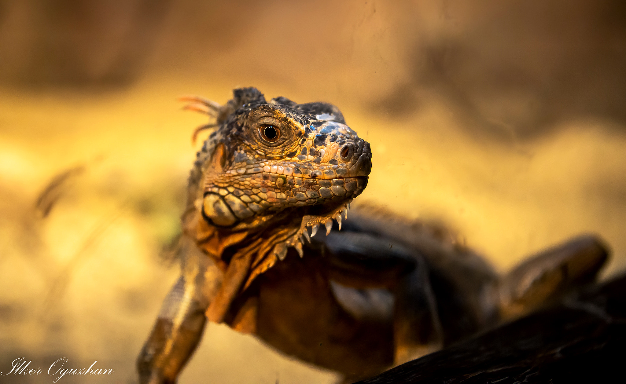 Nikon D4 sample photo. Iguana photography