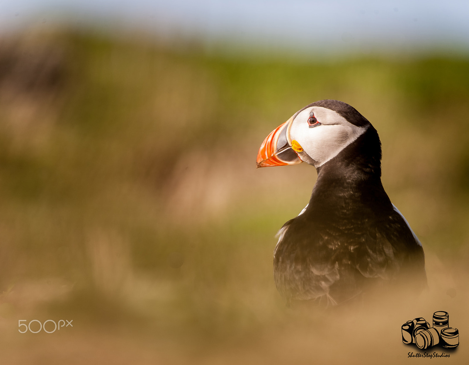 Canon EOS 5D + Sigma 150-500mm F5-6.3 DG OS HSM sample photo. Puffin of skomer photography