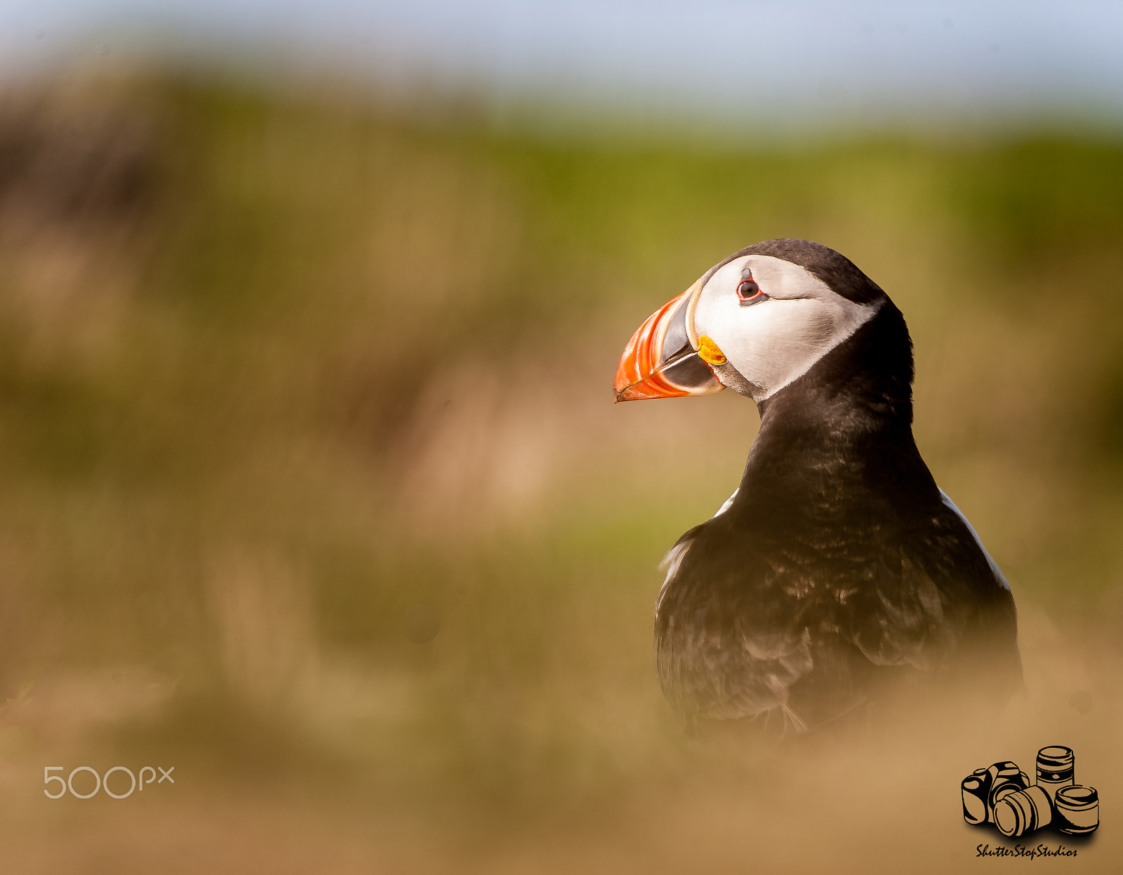 Sigma 150-500mm F5-6.3 DG OS HSM sample photo. Puffin of skomer photography