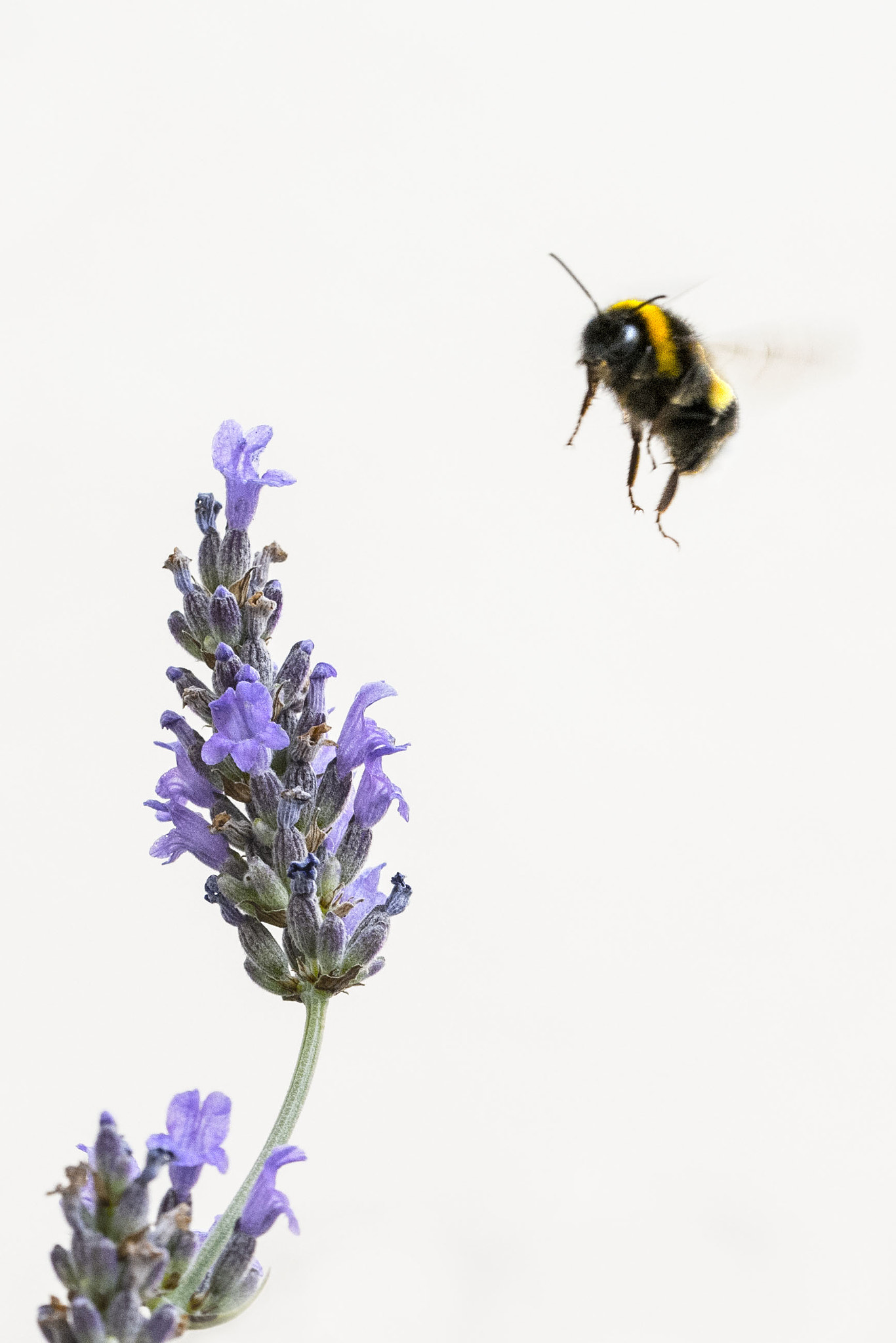 Sigma 150mm F2.8 EX DG OS Macro HSM sample photo. En vol photography