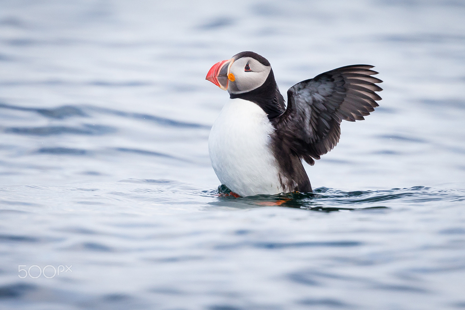 Canon EF 500mm F4L IS II USM sample photo. High five! photography