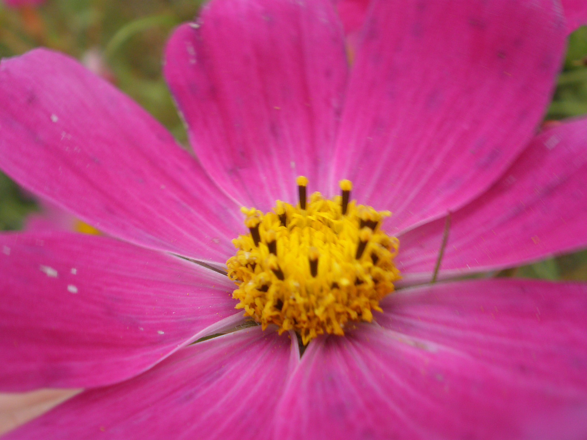 Olympus FE340,X855,C560 sample photo. Purple flower photography