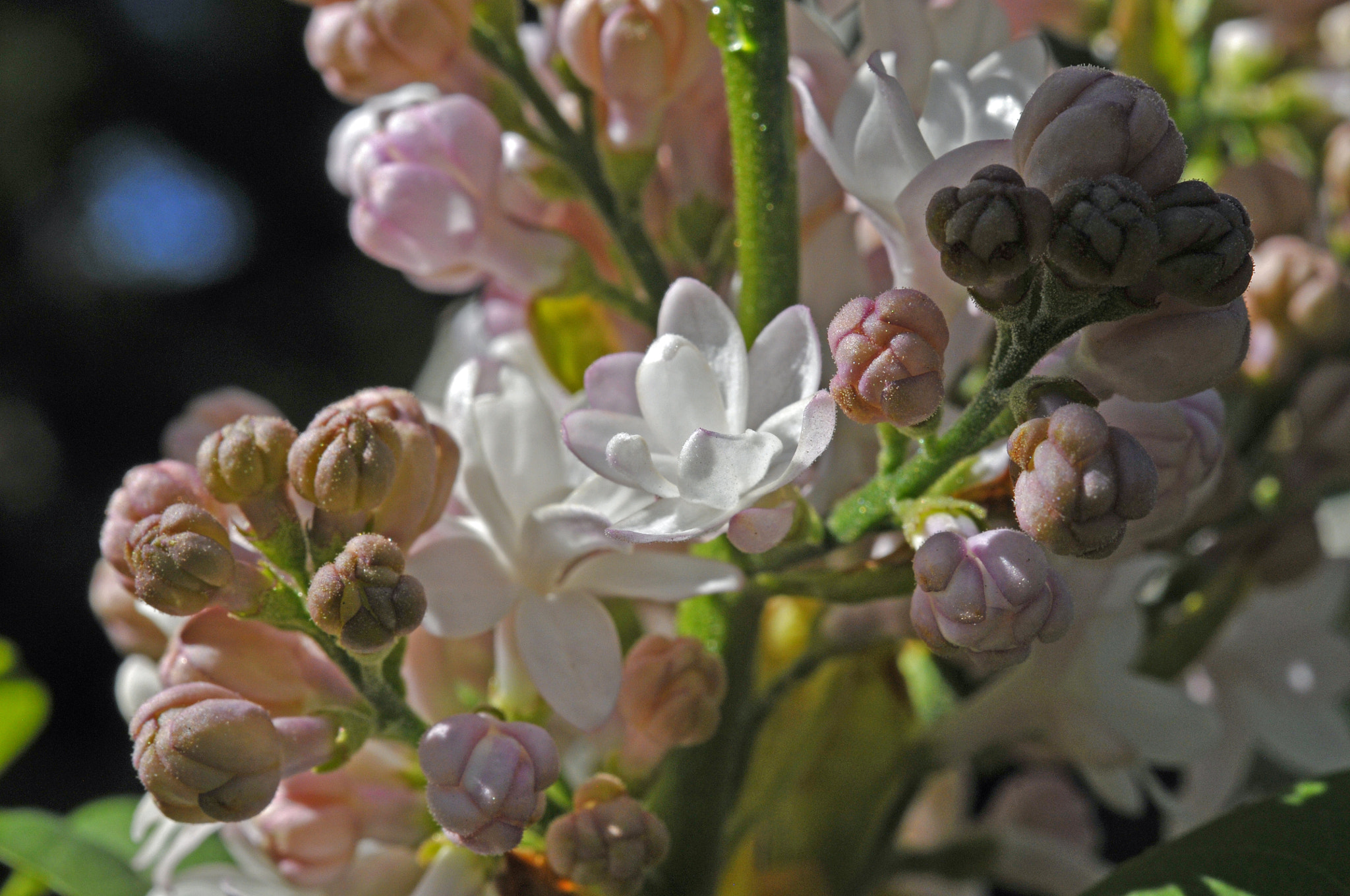 Nikon AF-S Micro-Nikkor 60mm F2.8G ED sample photo. White lilacs photography