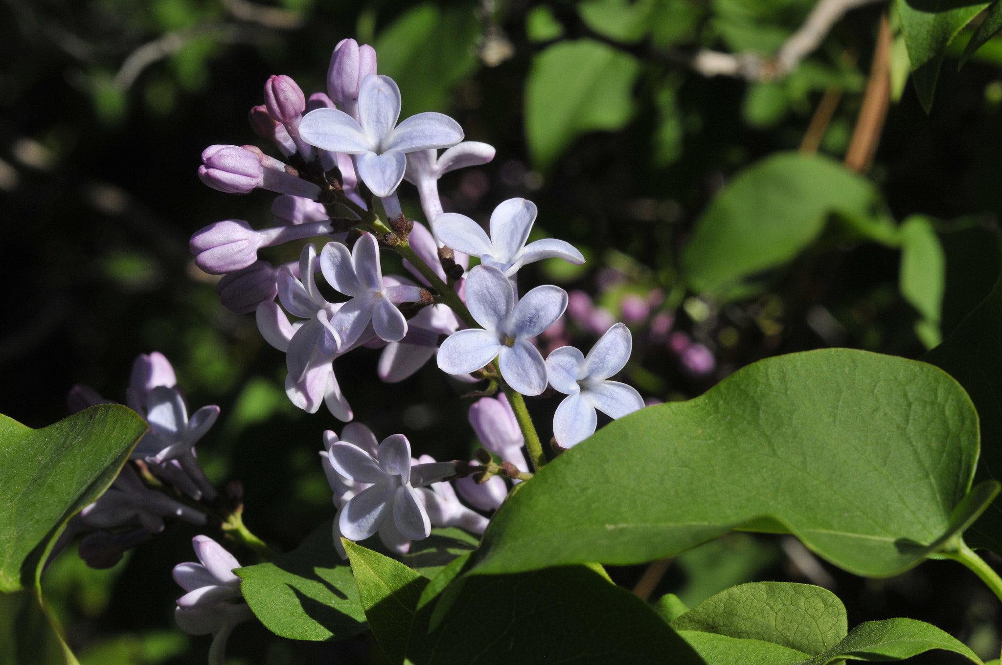 Nikon AF-S Micro-Nikkor 60mm F2.8G ED sample photo. Purple lilacs photography