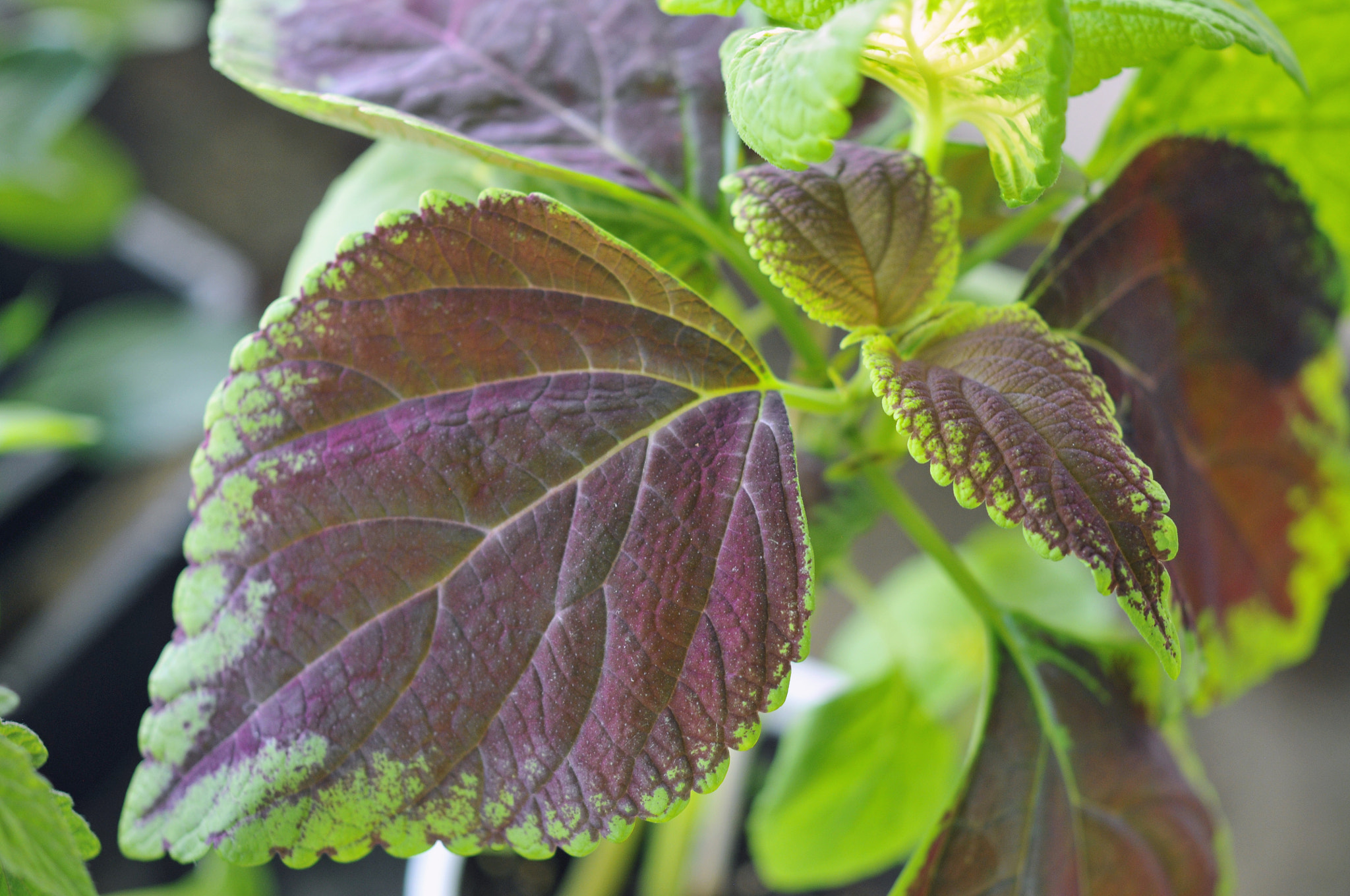 Nikon AF-S Micro-Nikkor 60mm F2.8G ED sample photo. Coleus leaves photography