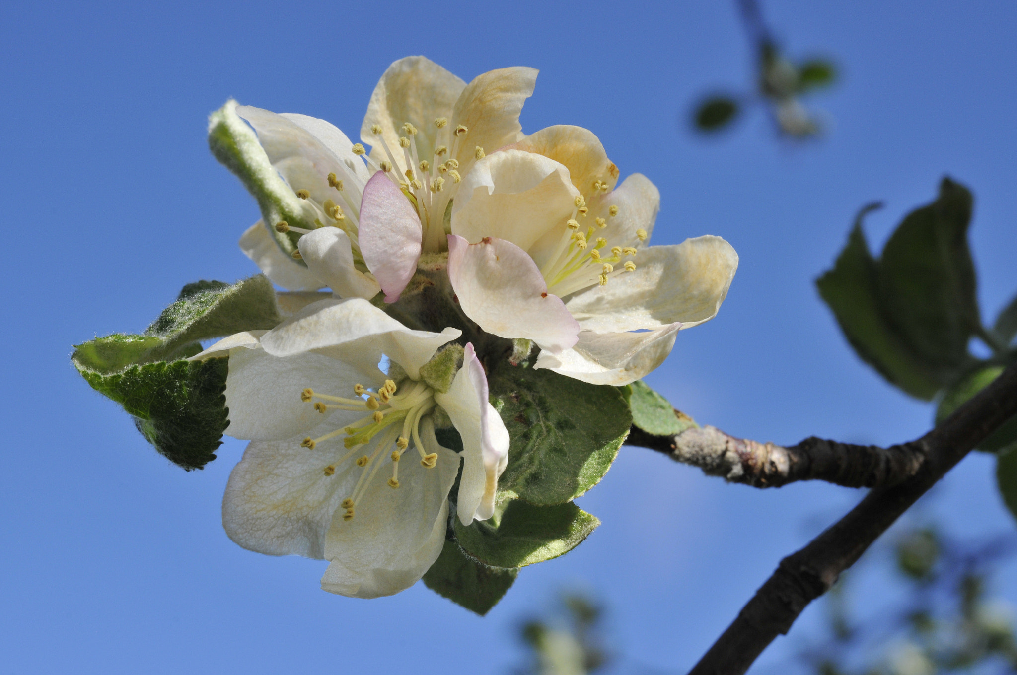 Nikon AF-S Micro-Nikkor 60mm F2.8G ED sample photo. Apple blossoms photography