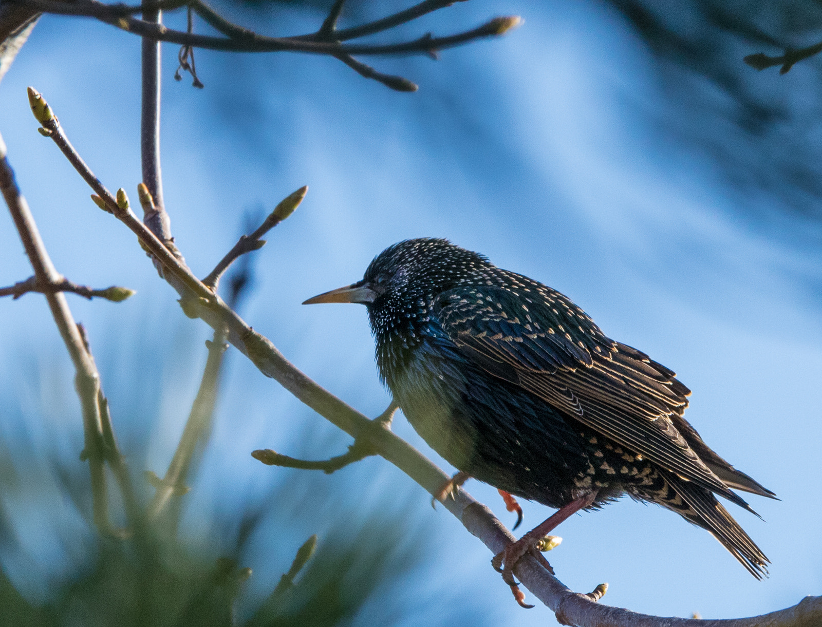 Sigma 70-200mm F2.8 EX DG OS HSM sample photo. Sturnus vulgaris, common starling, stari photography
