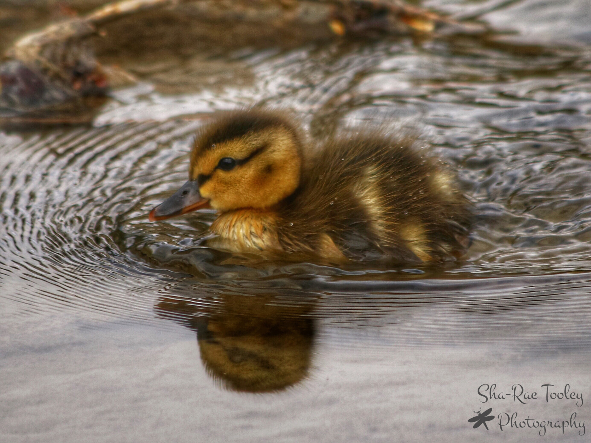 Canon EOS 750D (EOS Rebel T6i / EOS Kiss X8i) + Canon EF 70-300mm F4-5.6 IS USM sample photo. Mallard duckling photography