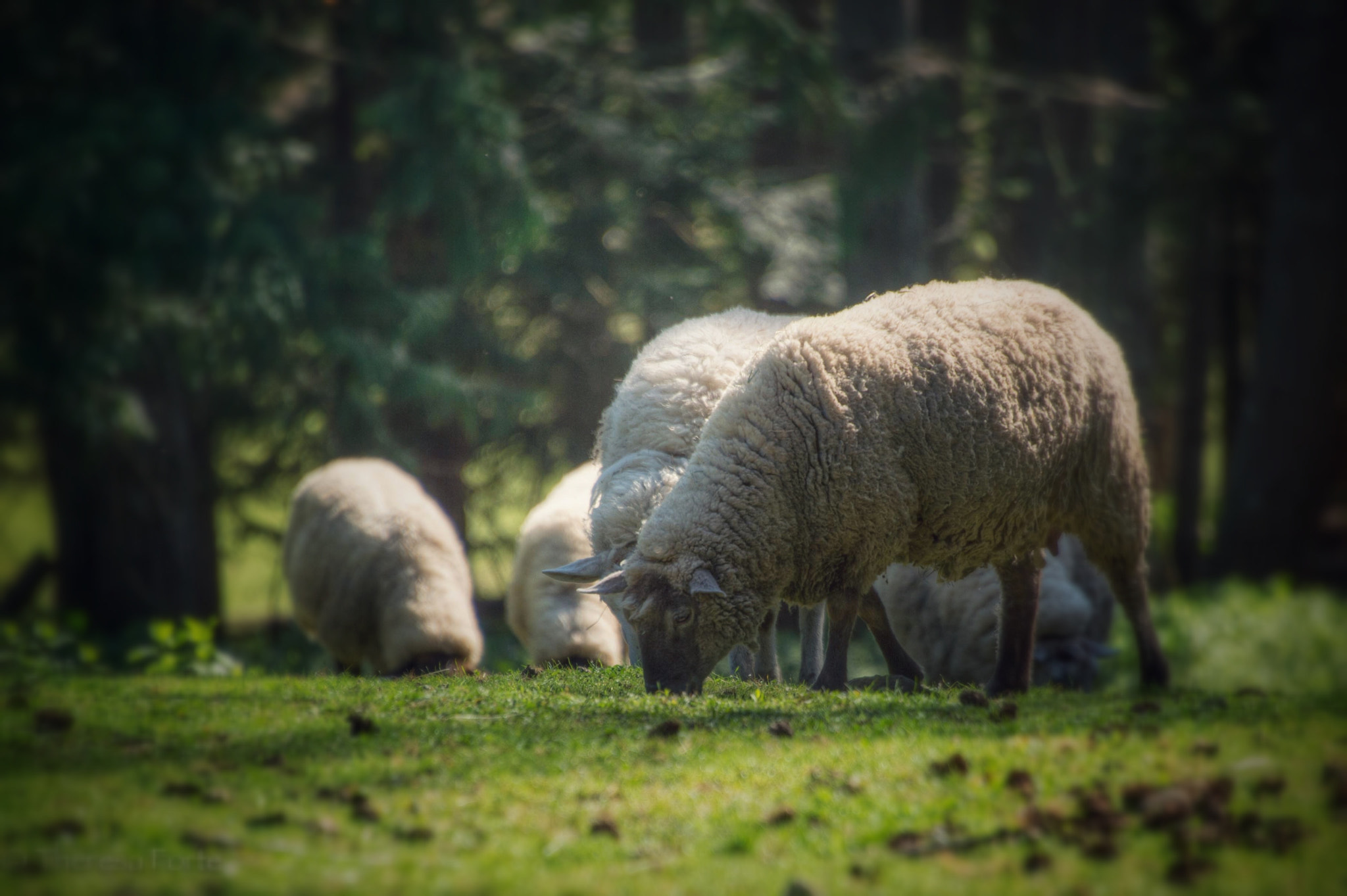 Nikon Df + Nikon AF-S Nikkor 28-300mm F3.5-5.6G ED VR sample photo. Sheep grazing in a spring meadow, saltspring island, british columbia photography