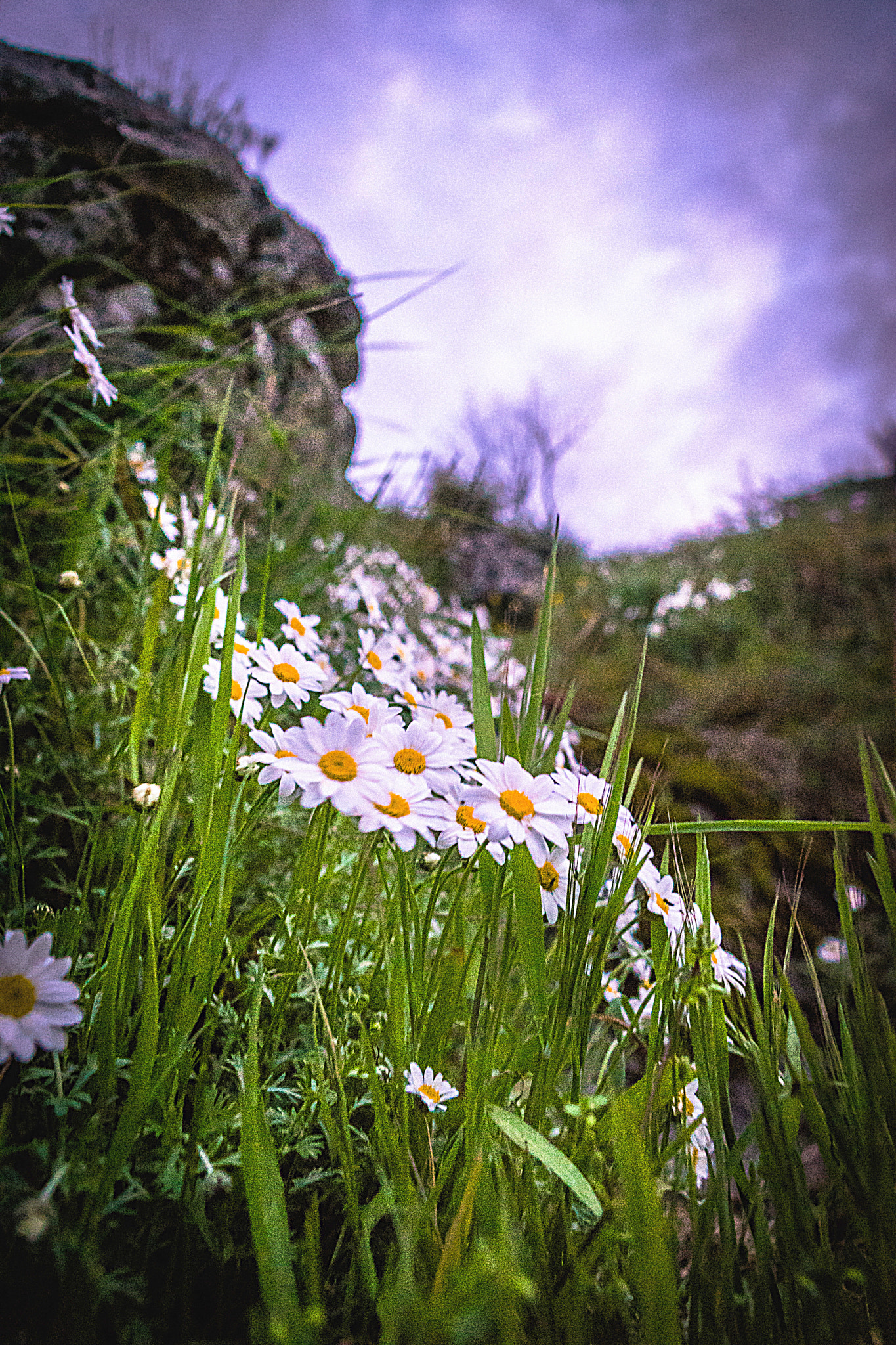 Sony SLT-A68 sample photo. Mountain flowers photography