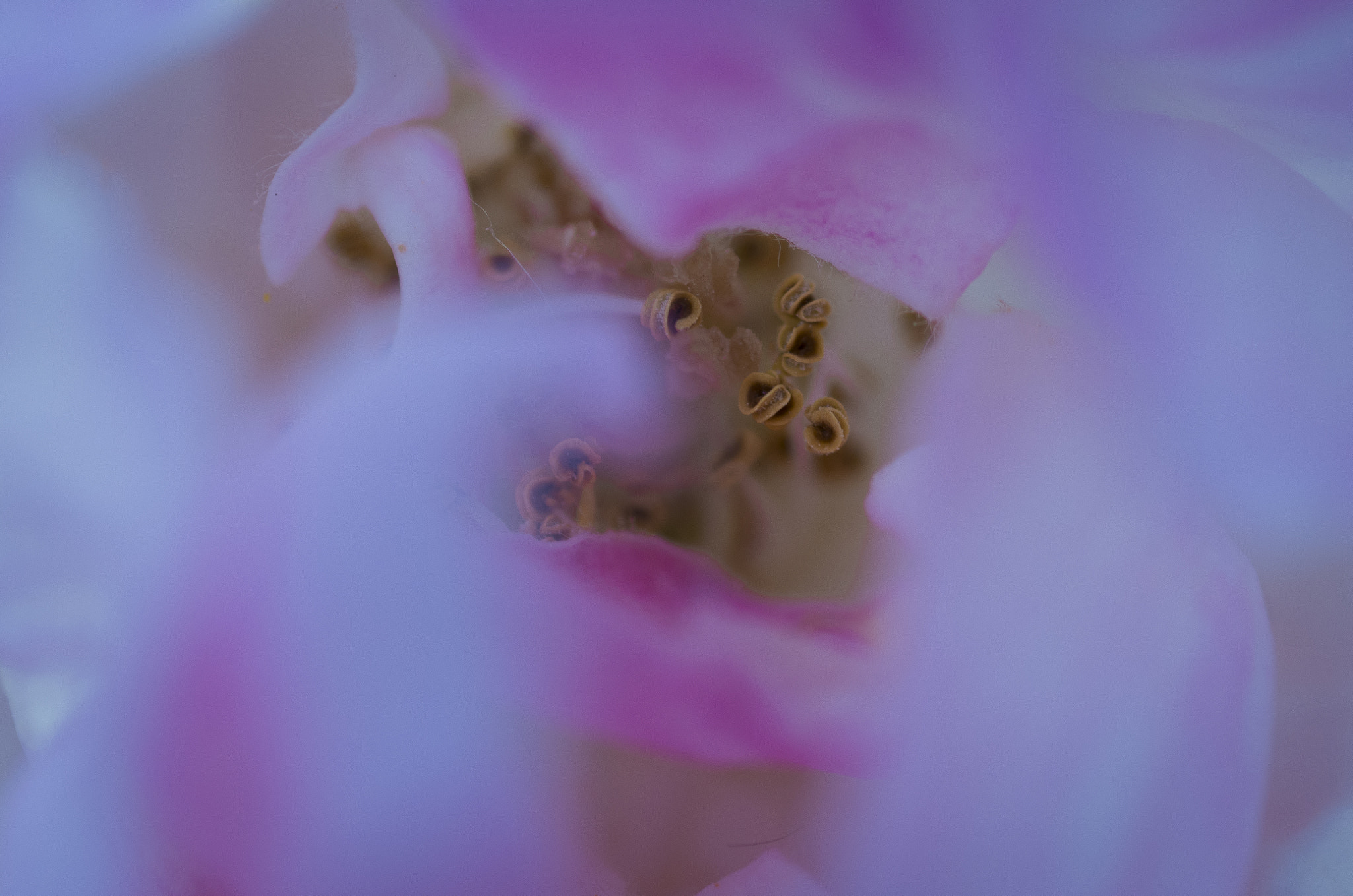 Pentax smc D-FA 100mm F2.8 Macro WR sample photo. Rosa photography